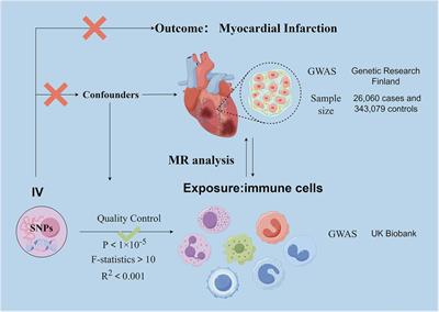 Causal relationship between immune cells and risk of myocardial infarction: evidence from a Mendelian randomization study